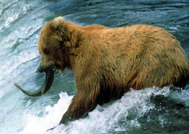 Grizzly Bear Fishing