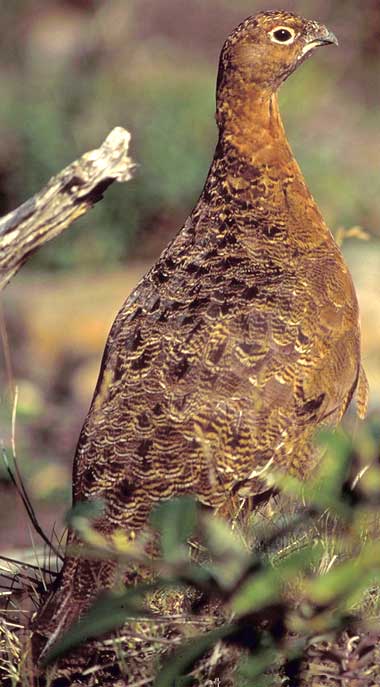 Willow ptarmigan in summer