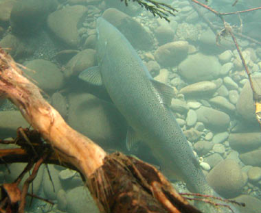 Chinook Salmon