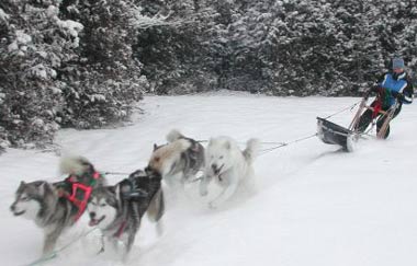 Musher dog mushing - Hike!