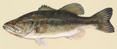 Largemouth bass illustration