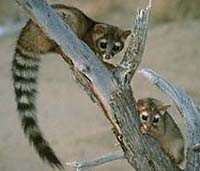 Ringtail - Bassariscus astutus