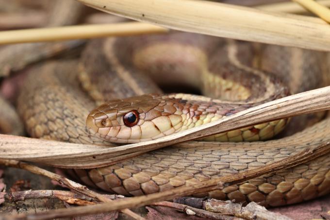 Garter Snake