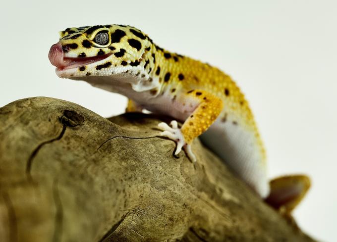 Leopard Gecko