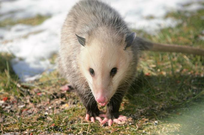 Virginia Opossum