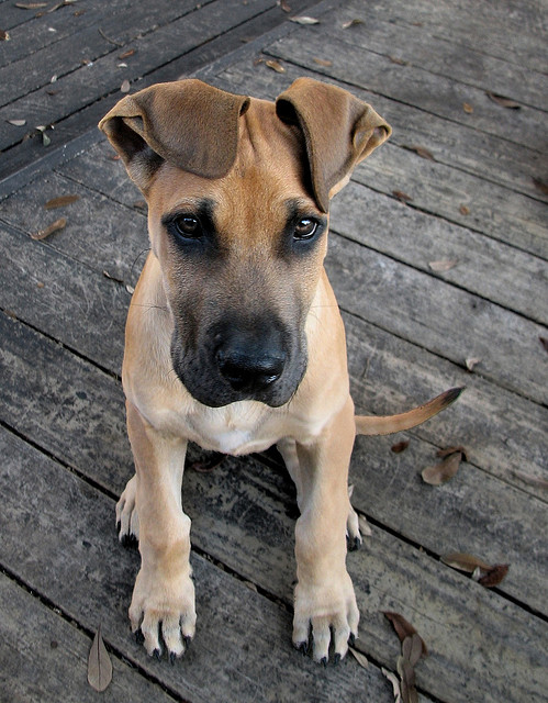 Great Dane Puppy