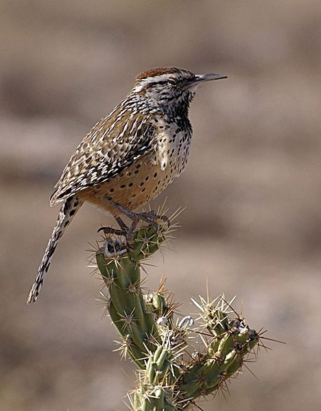 Cactus Wren (Campylorhynchus brunneicapillus)