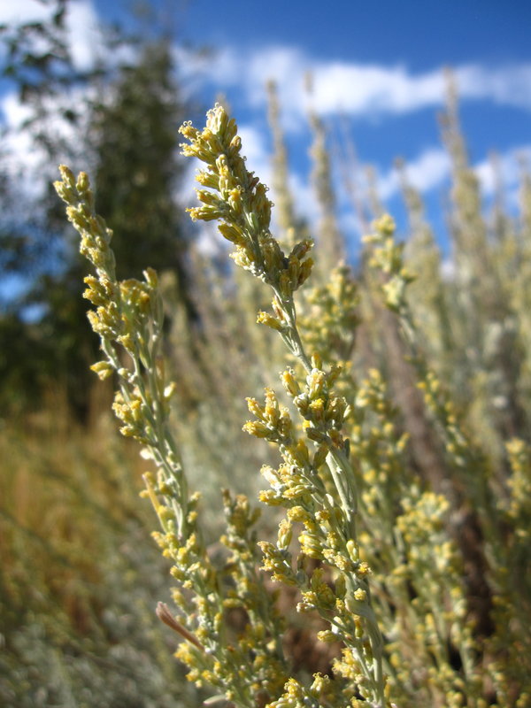 Sagebrush in bloom