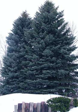 Blue Spruce Trees