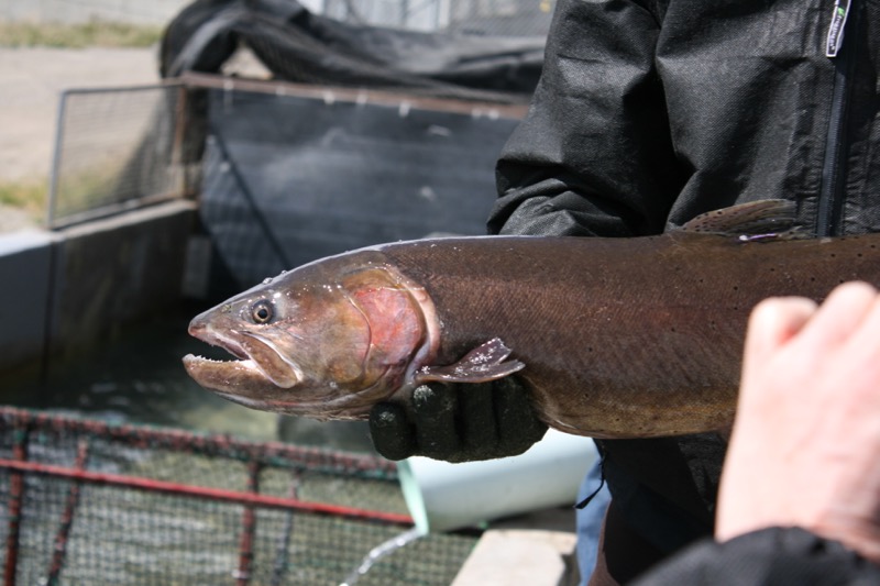 Lahontan cutthroat trout