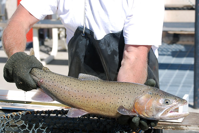 Lahontan cutthroat trout