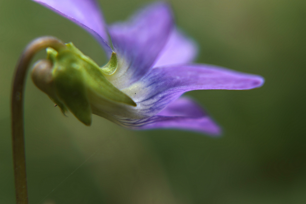 Wood violet