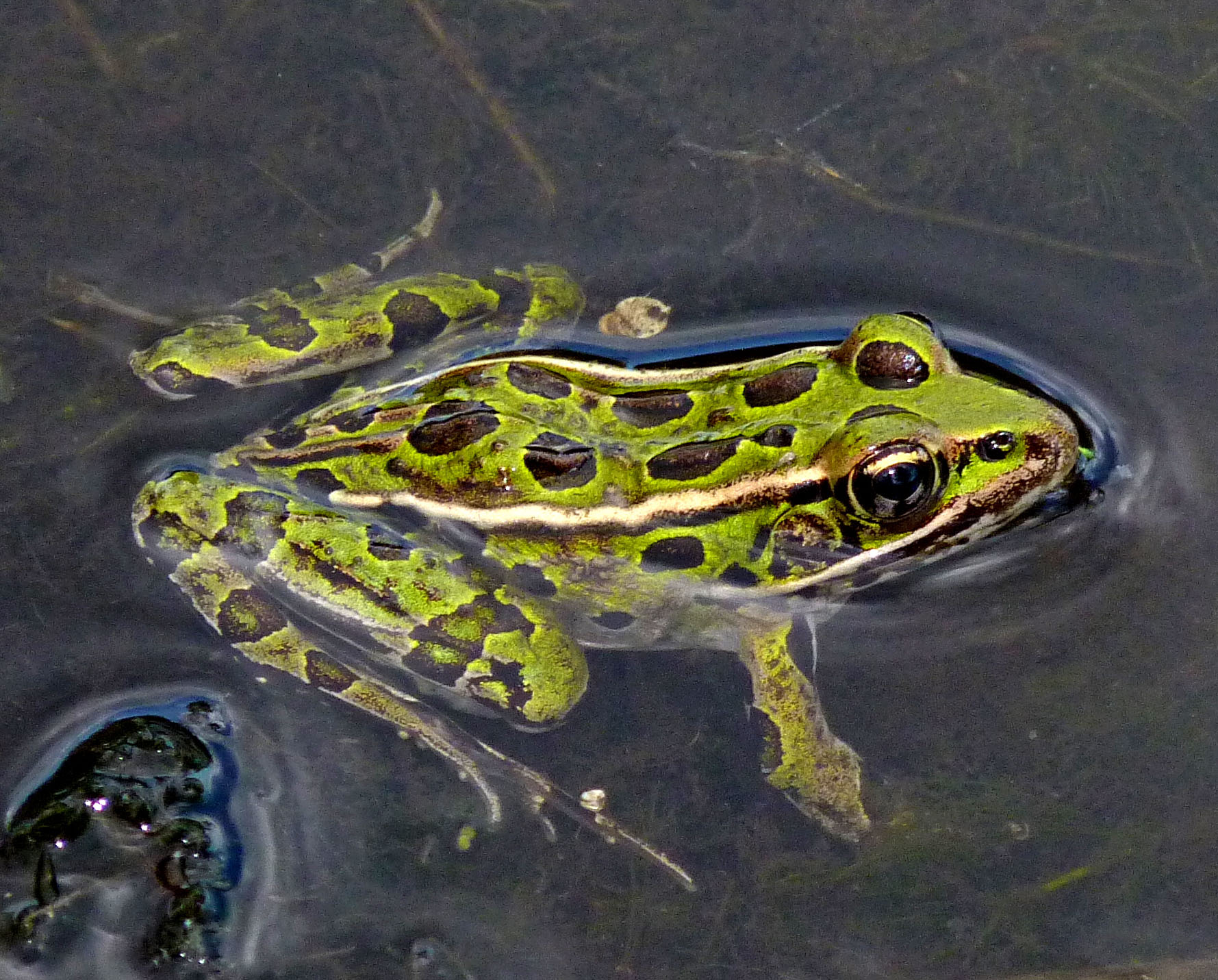 Northern leopard frog in swampy water