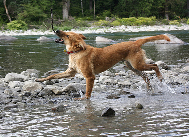 Shelter dog